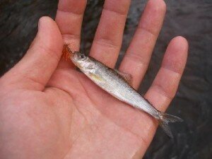 Как ловить рыбу руками